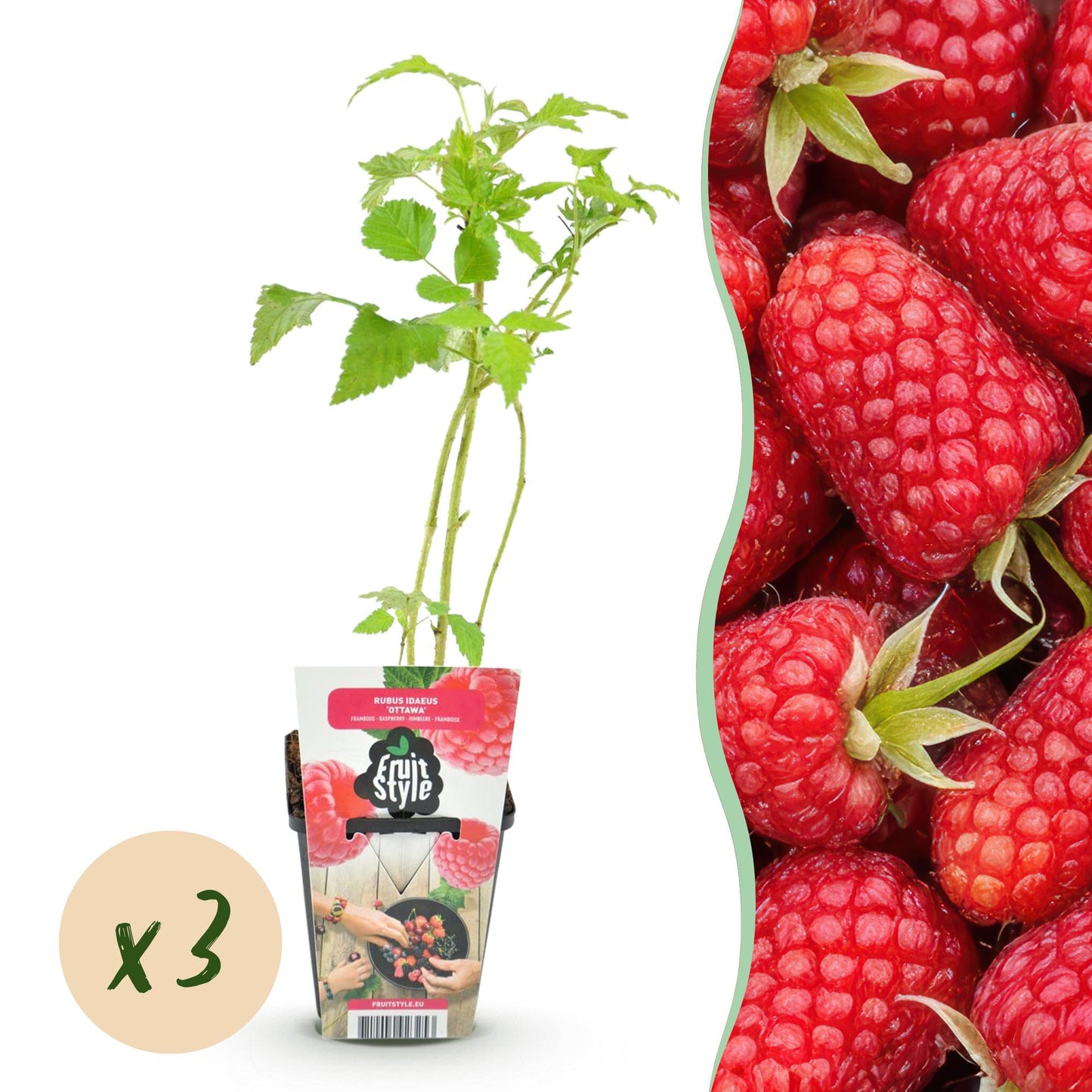 GreenboutiQ - Obstpflanzen - Himbeere - Rubus idaeus Heritage - Winterhart - 3 Pflanzen - Topf 9 cm - Rote Himbeere