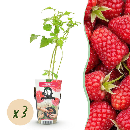 GreenboutiQ - Obstpflanzen - Himbeere - Rubus idaeus Heritage - Winterhart - 3 Pflanzen - Topf 9 cm - Rote Himbeere