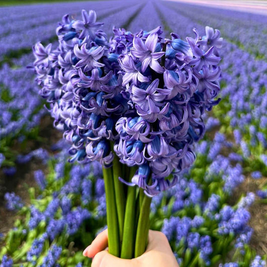 Flowerbulbs Amsterdam - Delft Blue - 10 Blumenzwiebeln - Gr��e 14/15
