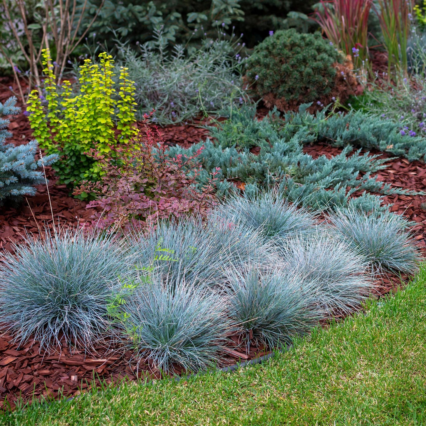 GreenboutiQ - Ziergräser - Festuca glauca Intense Blue - Blau - 4 Pflanzen - Immergrün - Wenig Pflege - Topf 17cm Höhe 50cm