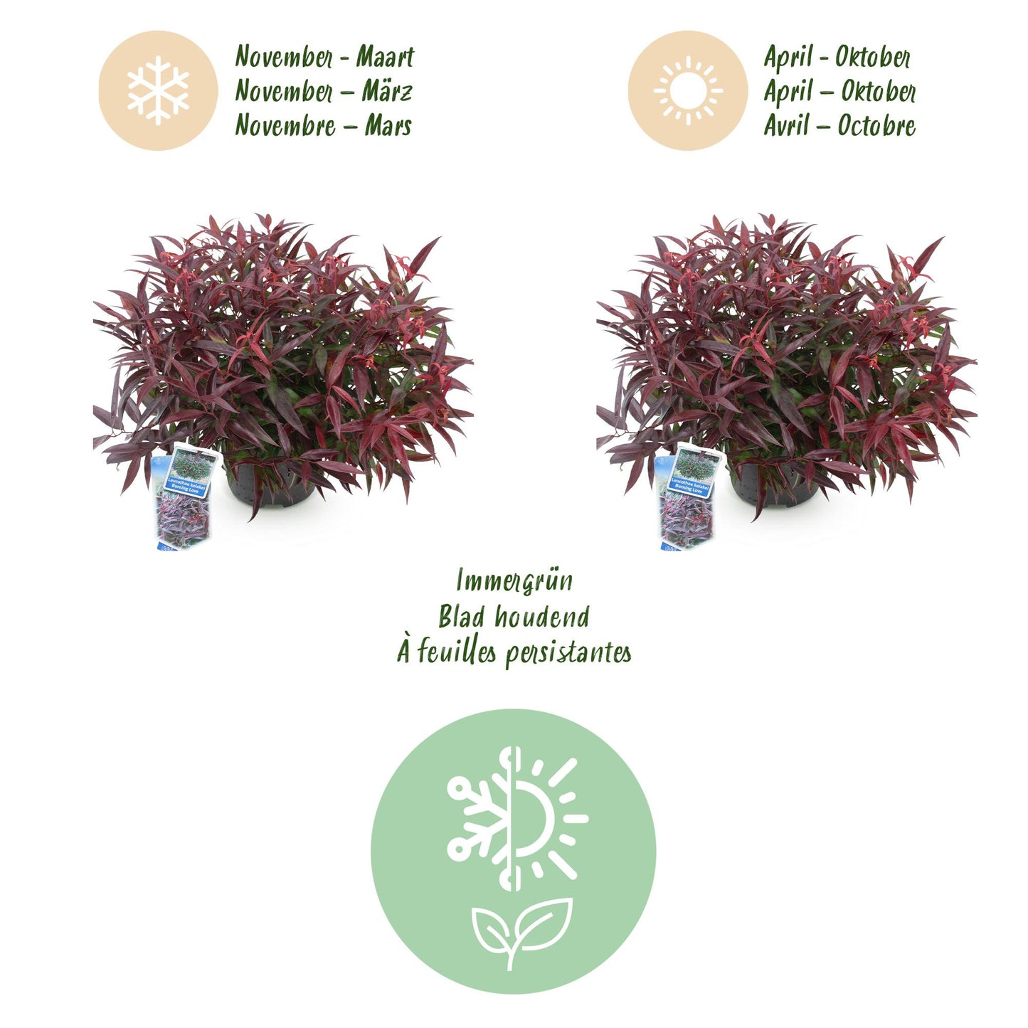 GreenboutiQ - Gartenpflanze - Leucothoe Burning Love - Rot - 2 Pflanzen - Immergrün - Wenig Pflege - Topf 17cm Höhe 45cm