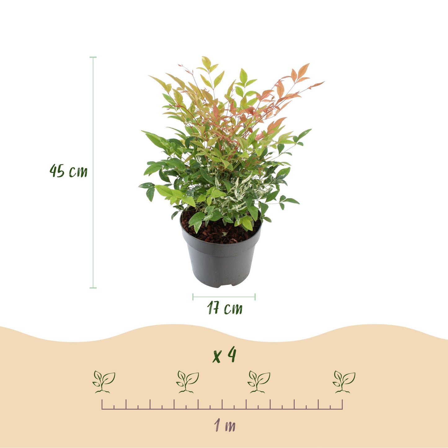 GreenboutiQ - Gartenpflanze - Nandina Twilight - Bunt & Rosa - 1 Pflanze - Immergrün - Wenig Pflege - Topf 17cm Höhe 45cm