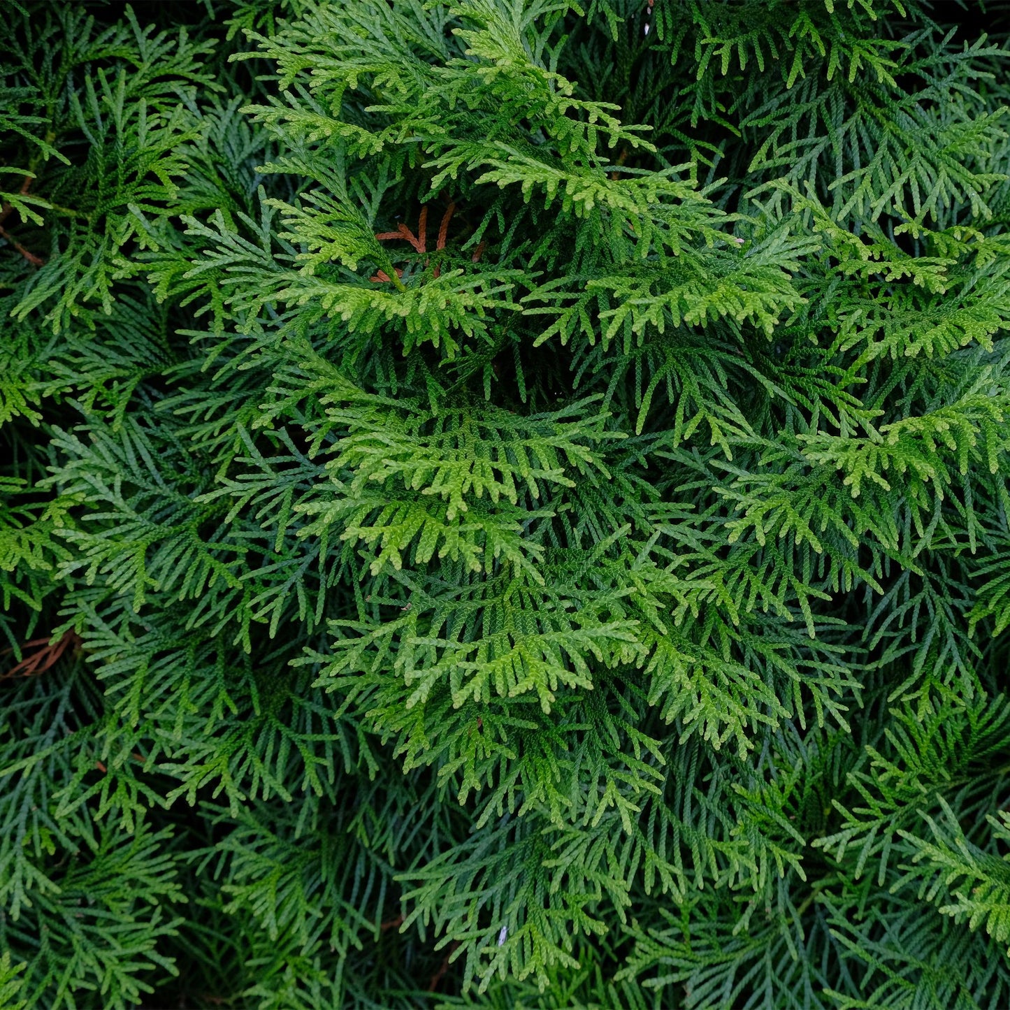 GreenboutiQ - Heckenpflanzen - Thuja occidentalis Smaragd - Blatt grün - 6 Pflanzen - 1 laufender Meter - immergrün - Topf 17cm Höhe 60cm