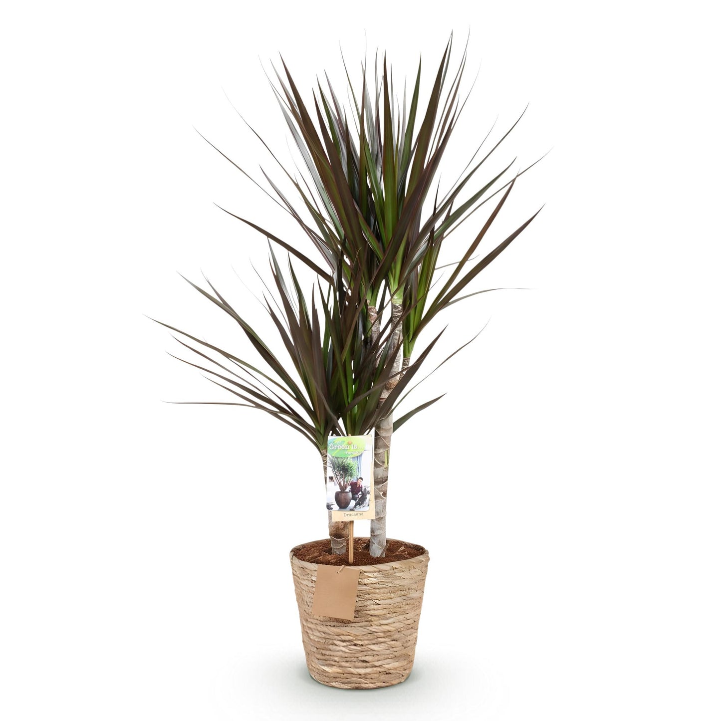 Green boutiQ - Zimmerpflanzen - Dracaena Magenta - Drachenbaum - Wenig Pflege - mit Korb - Rot - 1 Pflanze - Topf 17cm - Höhe 70-80cm