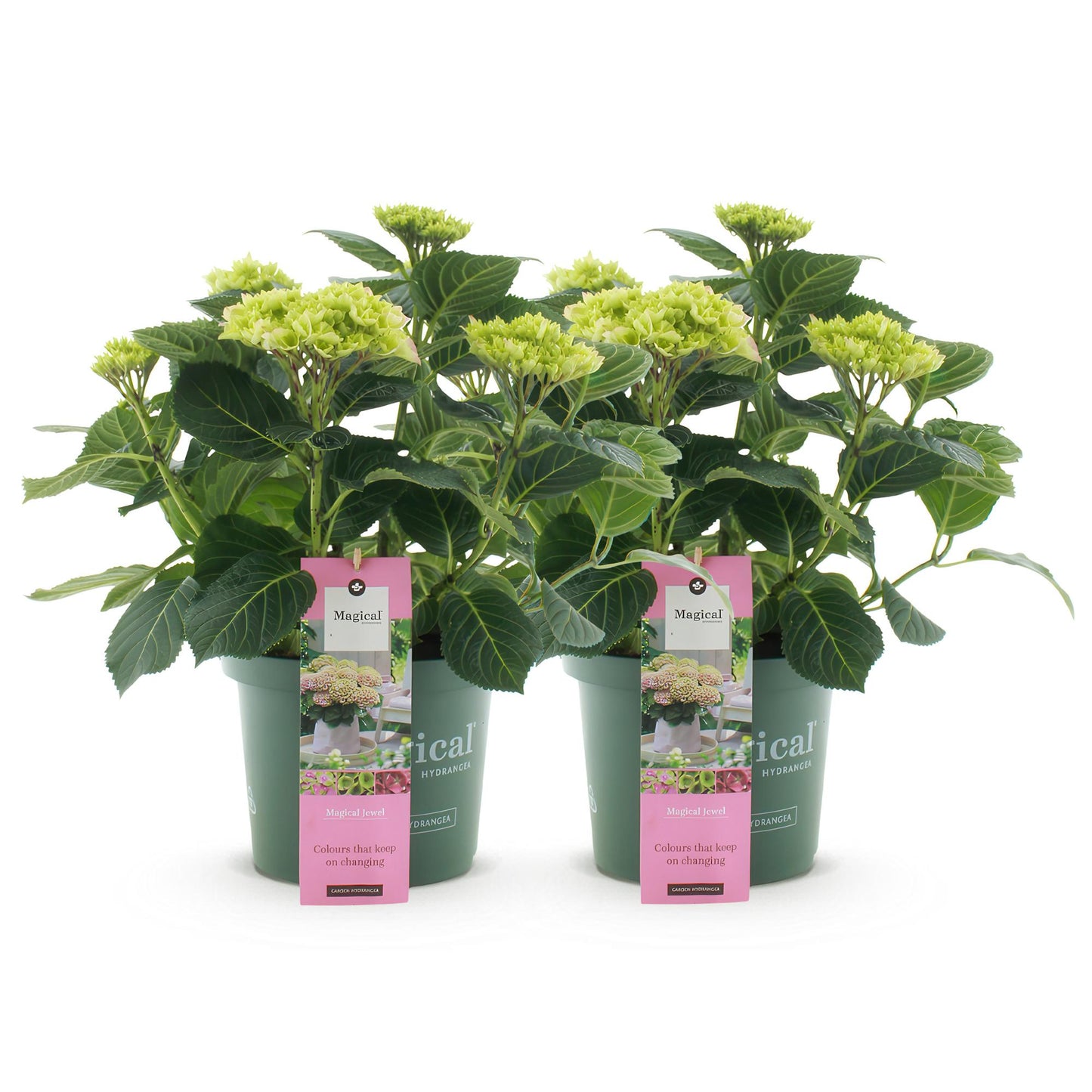 Green boutiQ - Balkonpflanze - Hortensie - Hydrangea Magical Jewel Pink - Rosa - 6-10 Blüten - 2 Pflanzen - Topf 23cm Höhe 55cm