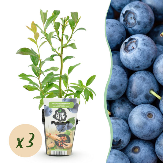 GreenboutiQ - Obstpflanzen - Blaubeere - Vaccinium corymbossum Bluegold - Winterhart - 3 Pflanzen - Topf 9 cm - Blaubeere