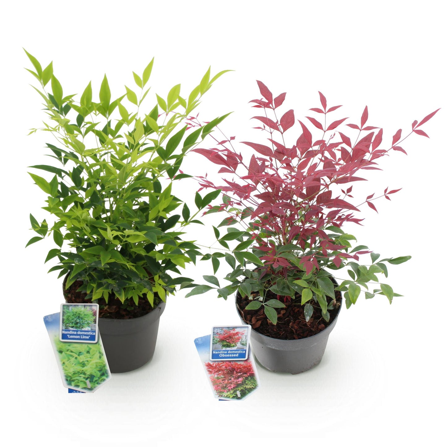 GreenboutiQ - Gartenpflanze - Nandina Duo - Gelb & Rot - 2 Pflanzen - Immergrün - Pflegeleicht - Topf 17cm Höhe 45cm