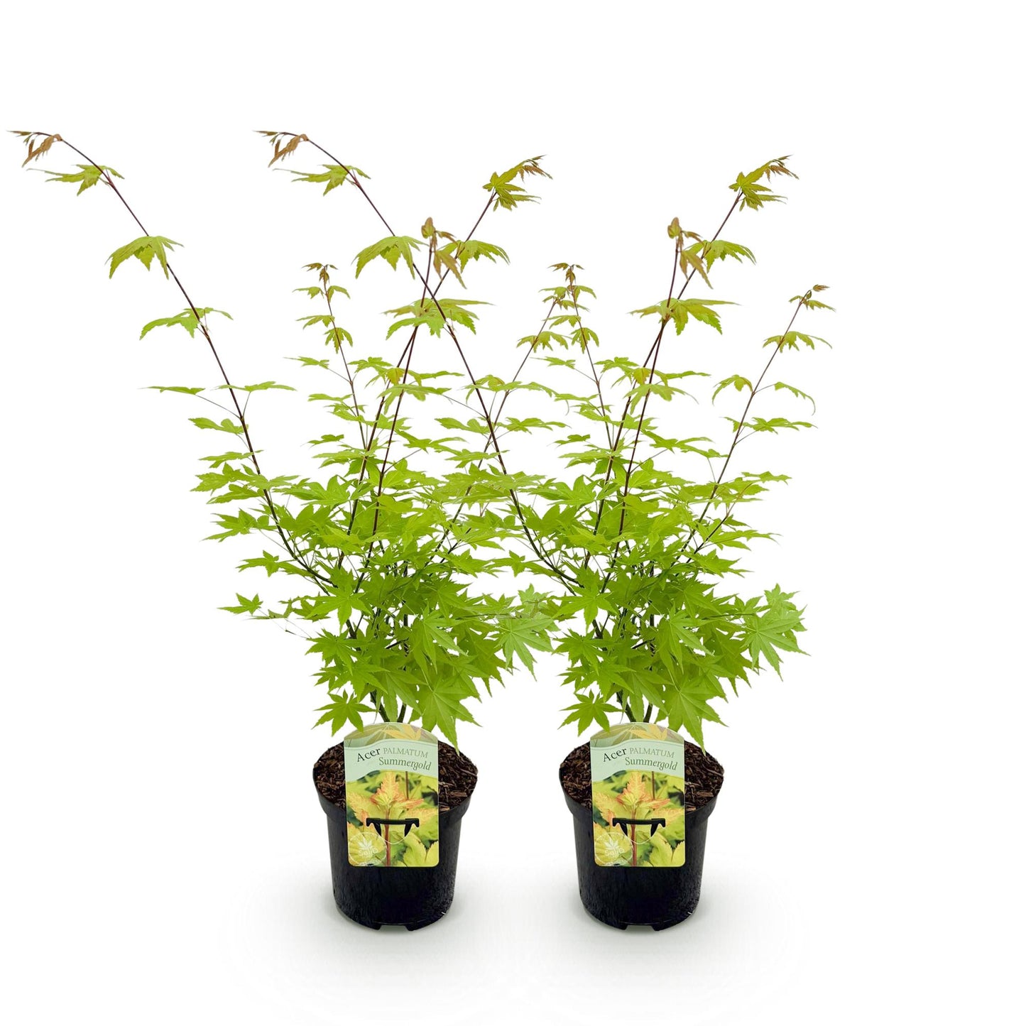 GreenboutiQ - Balkonpflanze - Japanischer Ahorn - Acer palmatum Summergold - Gelb - 2 Pflanzen - Laubabwerfend - Topf 19cm Höhe 70cm