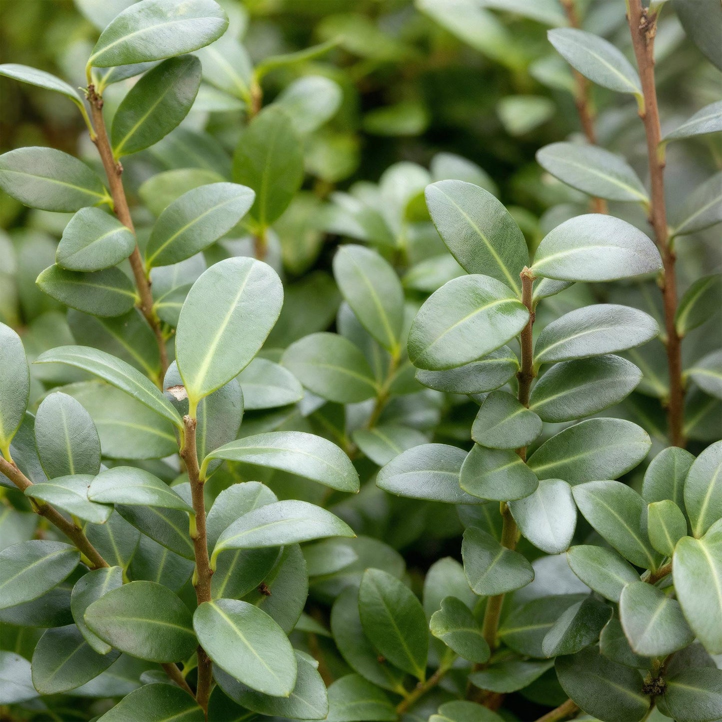 GreenboutiQ - Heckenpflanzen - Ilex crenata Caroline Upright - Blatt Grün - 8 Pflanzen - 1 Laufender Meter - Immergrün - Topf 9cm Höhe 25-30cm