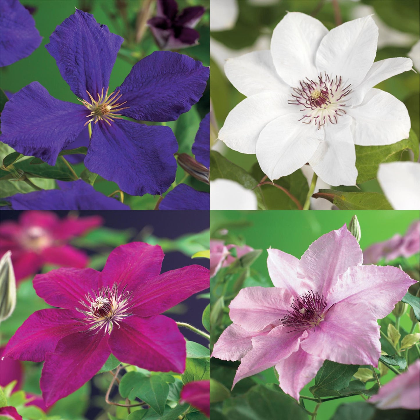 GreenboutiQ - Kletterpflanze - Clematis Rainbow - Blüte Rosa Weiß Lila Rot - Wenig Pflege - 4 Pflanzen - Topf 11cm Höhe 40cm