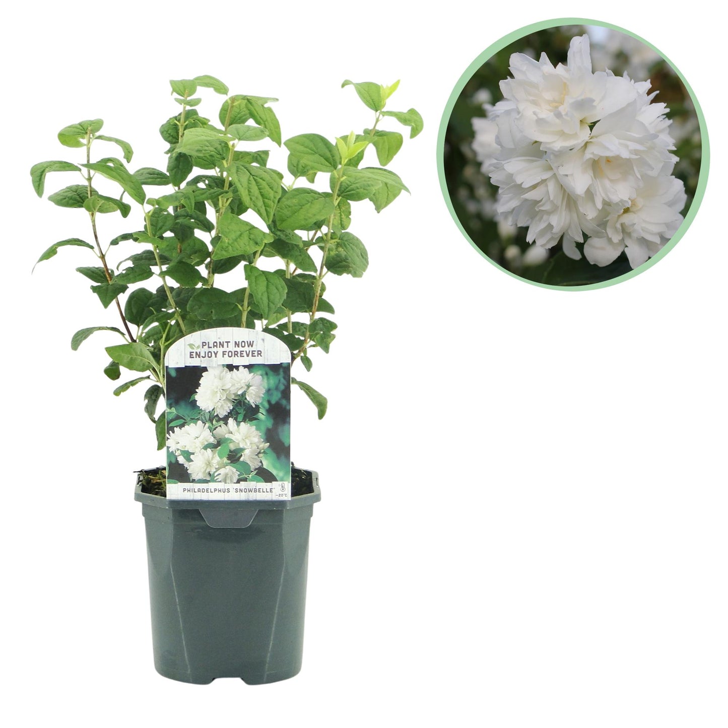 GreenboutiQ - Bauernjasmin - Philadelphus Snowbelle - Blüte Weiß - 1 Pflanze - Laubabwerfend - Wenig Pflege - Topf 17cm Höhe 45cm