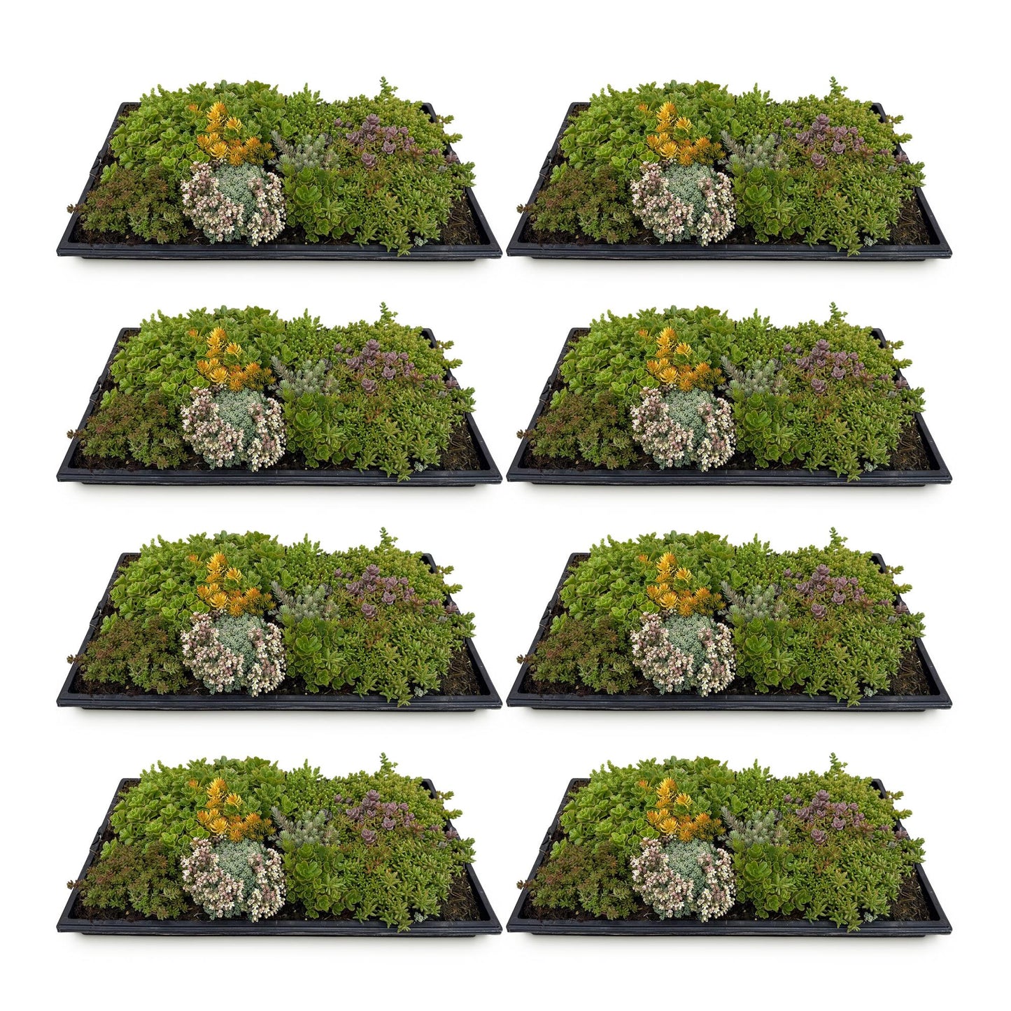 GreenboutiQ - Bodendecker - Winterhart - Sedummatte - Besteht aus 10 Sorten - X8 - Wenig Pflegeaufwand - Länge 50cm Breite 30cm