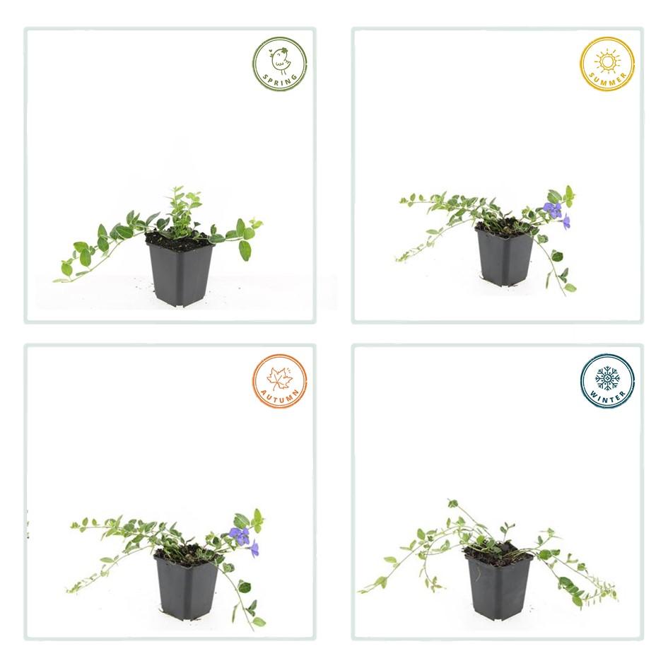 20x Vinca minor 'Ralph Shugert' - ↕10-25cm - Ø9cm