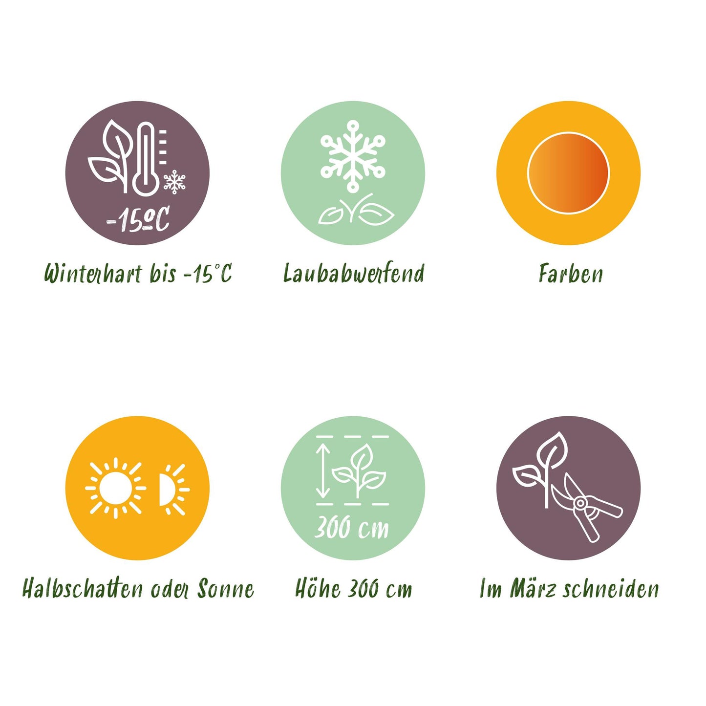 GreenboutiQ - Balkonpflanze - Japanischer Ahorn - Acer palmatum Katsura - Orange - 1 Pflanze - Laubabwerfend - Topf 19cm Höhe 70cm