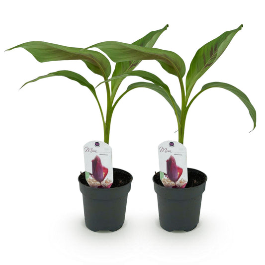 GreenboutiQ - Obstpflanze - Bananenpflanze - Musa sikkemensis Red Tiger - Winterhart - 2 Pflanzen - Topf 12cm Höhe 30cm