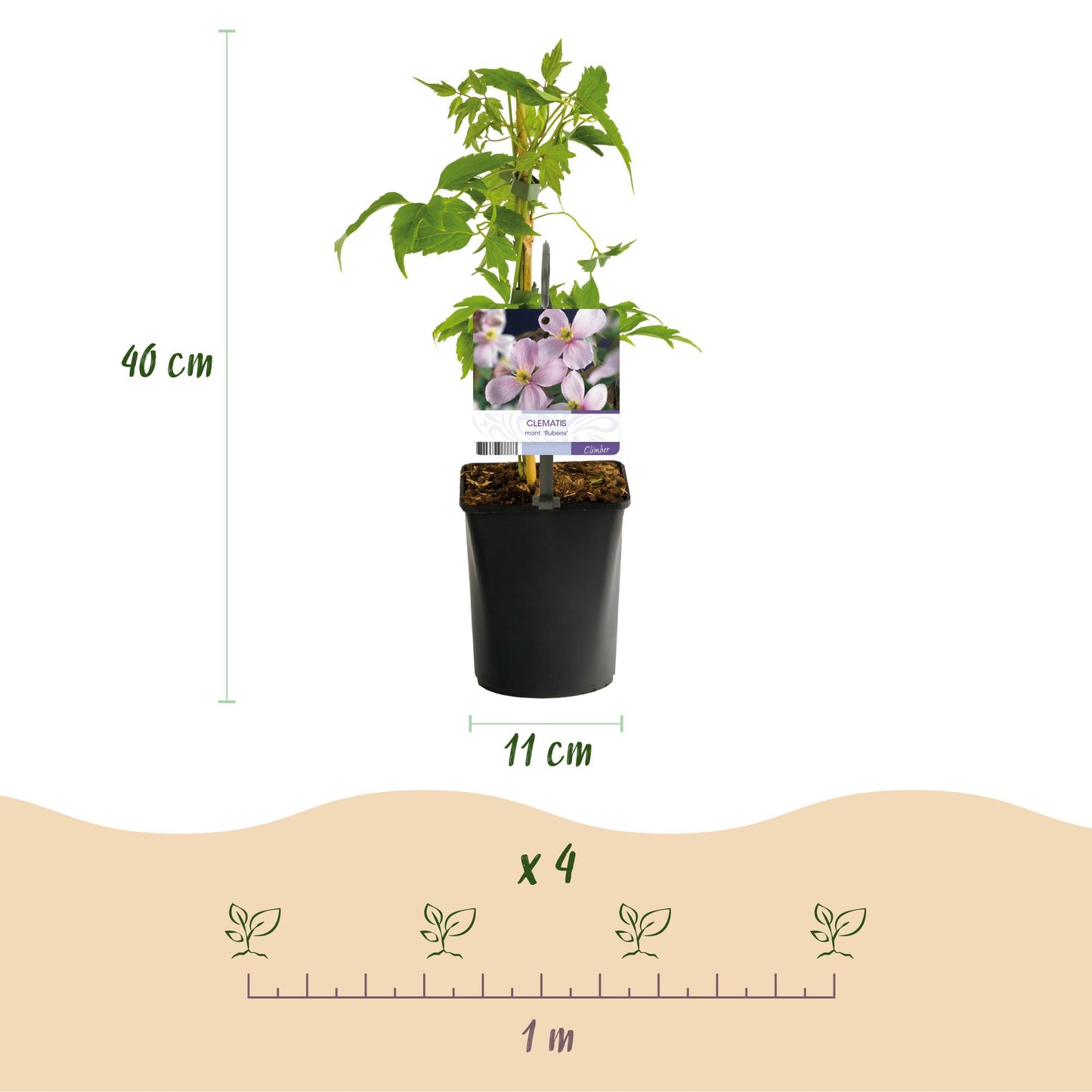 GreenboutiQ - Kletterpflanze - Clematis montana Rubens - Blüte Rosa - Frühblühend - Wenig Pflege - 2 Pflanzen - Topf 11cm Höhe 40cm