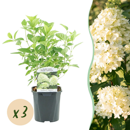 GreenboutiQ - Rispenhortensie - Hydrangea panniculata Limelight - Blüte Creme Weiß - 3 Pflanzen - 1 m2 - Laubabwerfend - Große Blüten - Topf 17cm Höhe 50cm