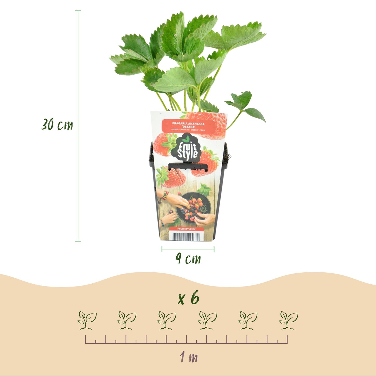 GreenboutiQ - Obstpflanzen - Erdbeere - Fragaria Elsanta - Winterhart - 3 Pflanzen - Topf 9 cm - Rote Erdbeere