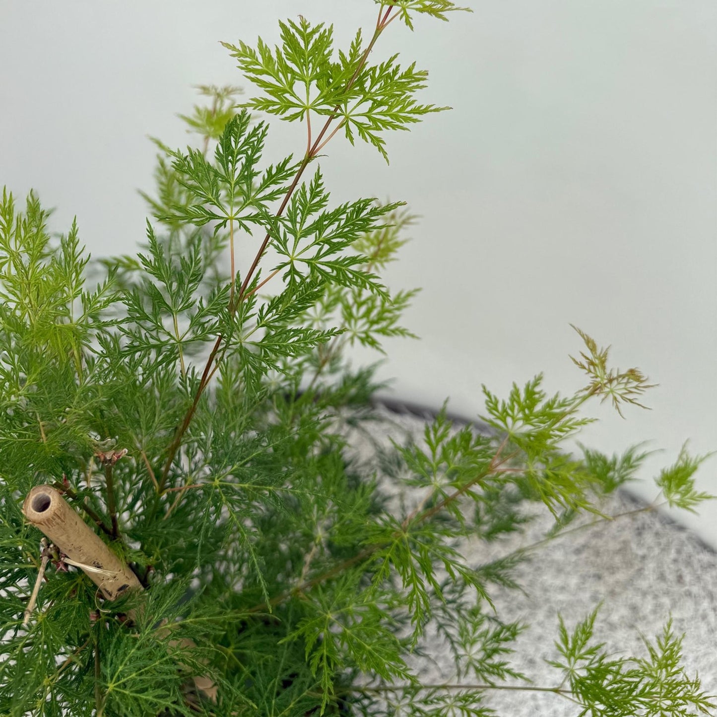 GreenboutiQ - Balkonpflanze - Japanischer Ahorn - Acer palmatum Emerald Lace - Grün - 1 Pflanze - Laubabwerfend - Topf 19cm Höhe 70cm