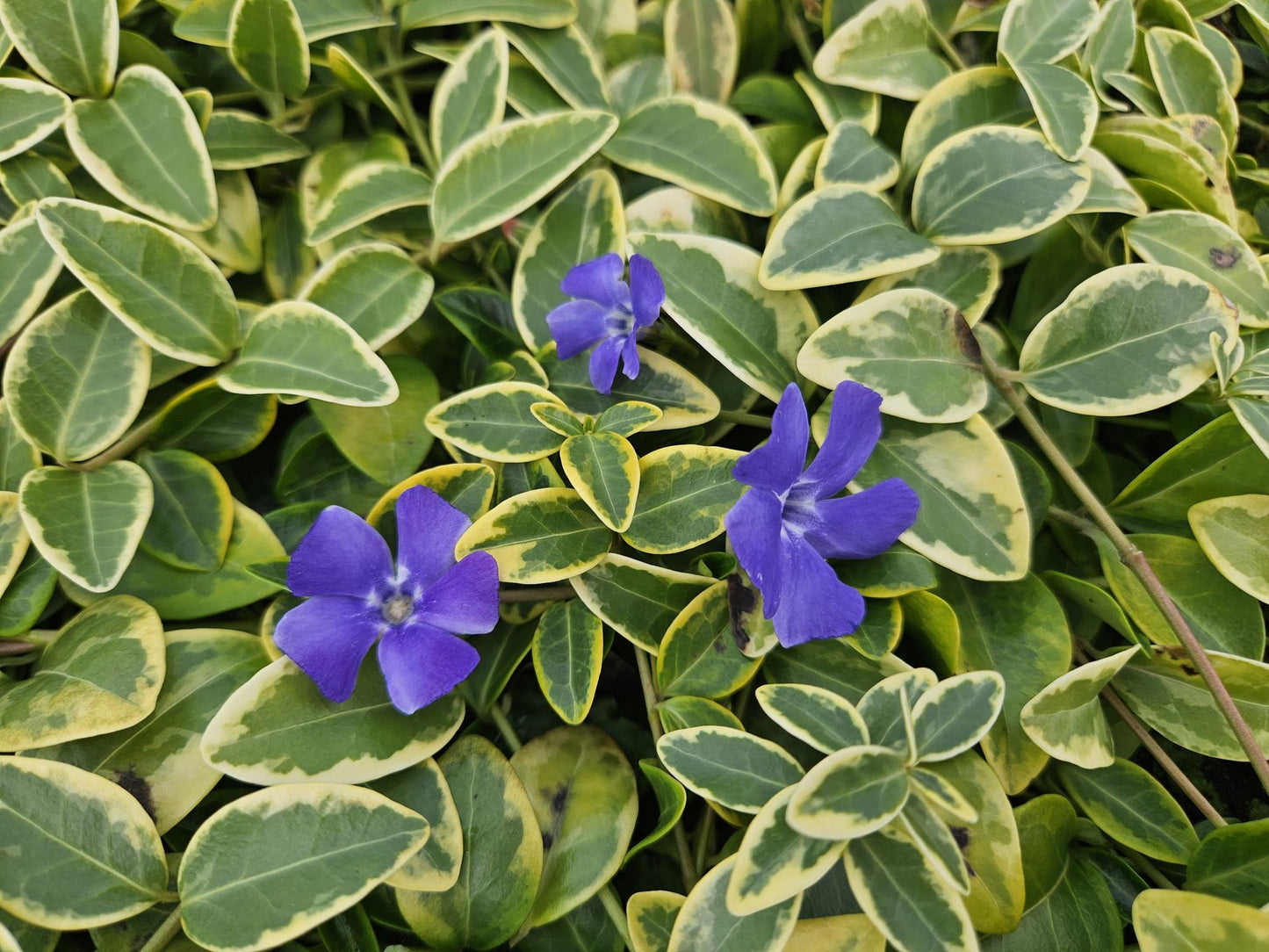 40x Vinca minor 'Blue and Gold' - ↕10-25cm - Ø9cm