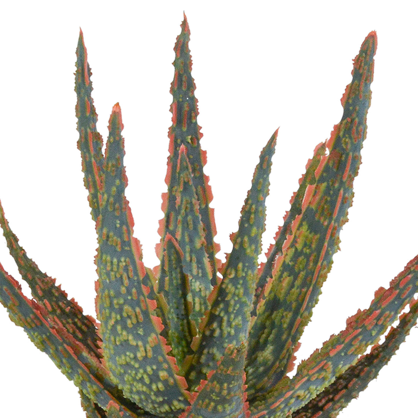 Hallo Zebrina Dannyz 10,5cm - in terracotta pot