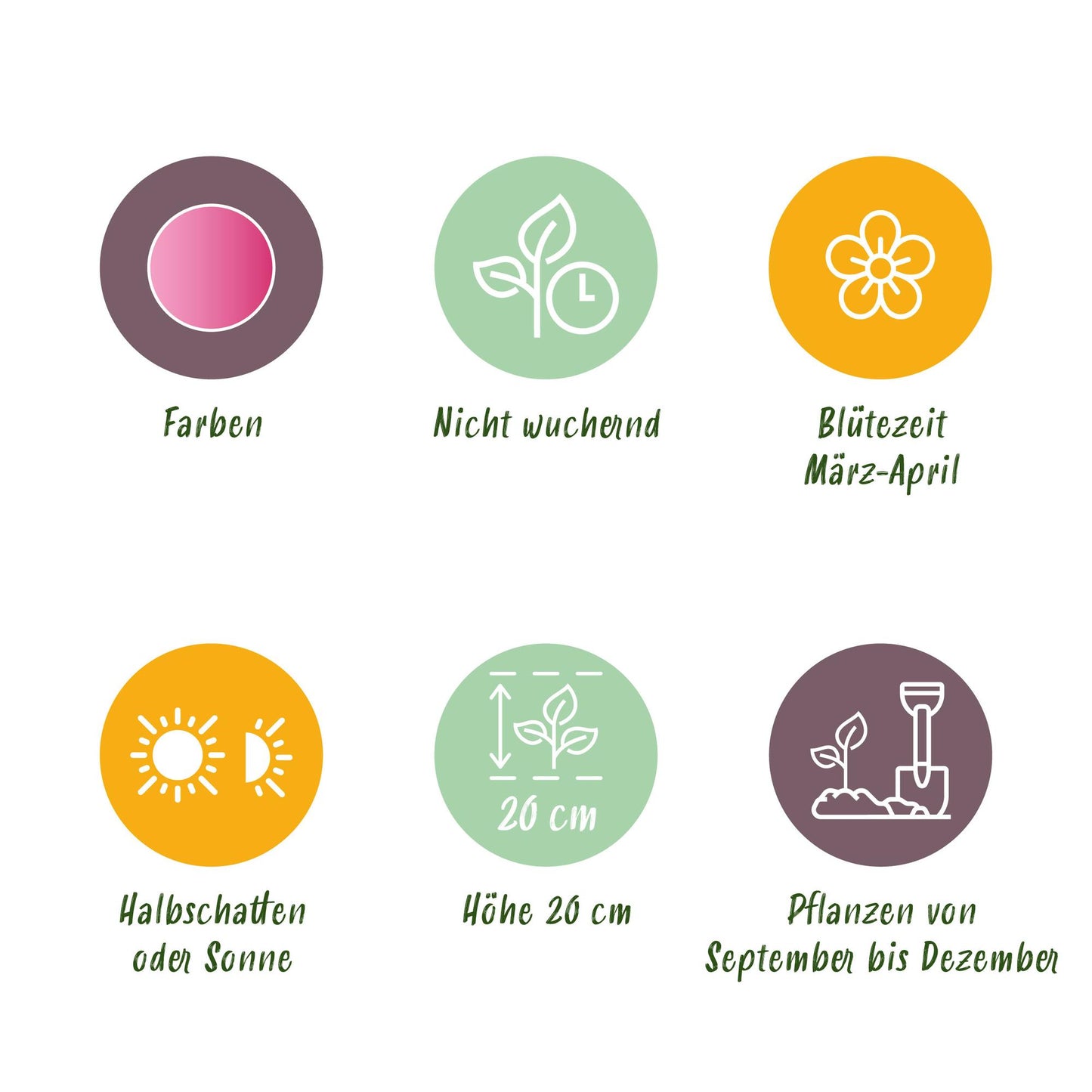 GreenboutiQ - Blumenzwiebeln - Corydalis Beth Evans - Farbe Weiß und Lila - 20 Stück - Zwiebelgröße 6/7 - XXL Pack