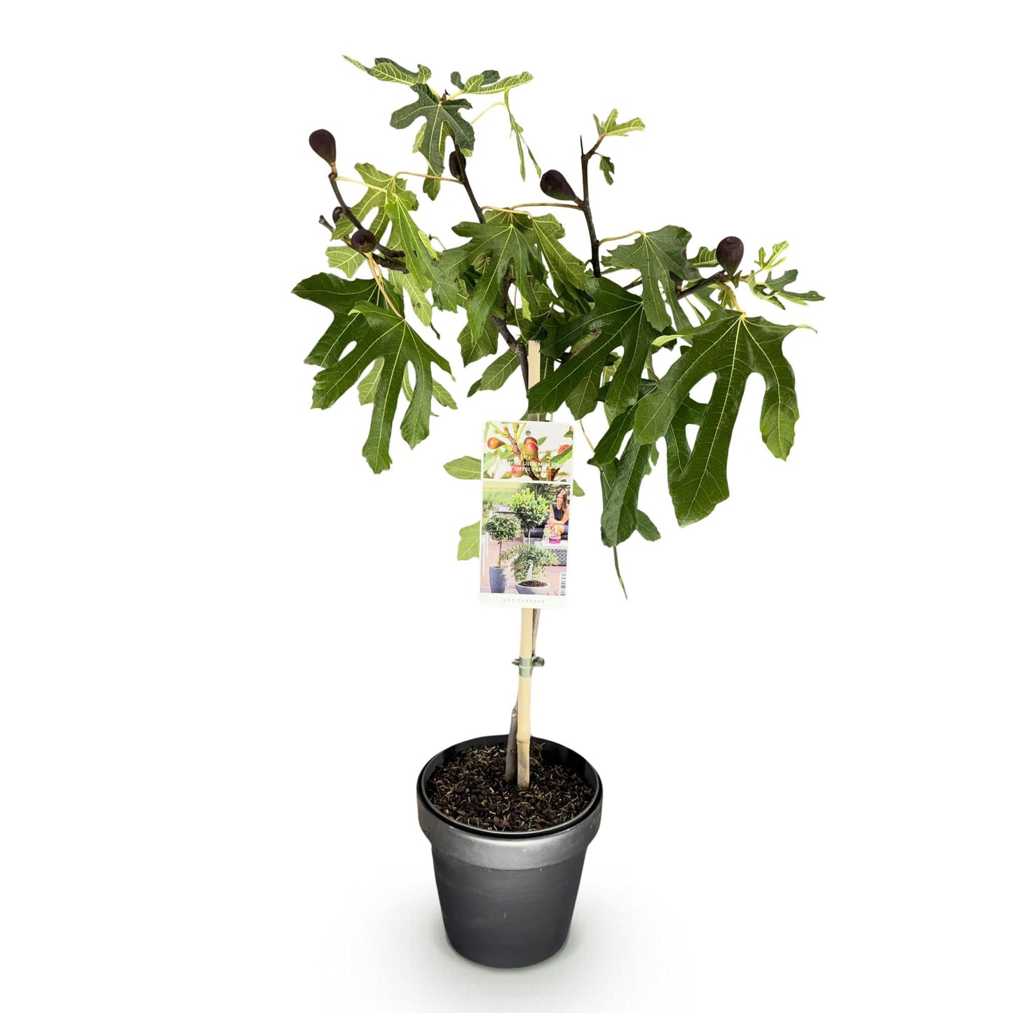 GreenboutiQ - Stamm Pflanze - Ficus carica Little Miss Figgy - Terrassen Pflanze - Laubabwerfend - Winterhart - Grüne Frucht - Topf 19cm Höhe 90cm