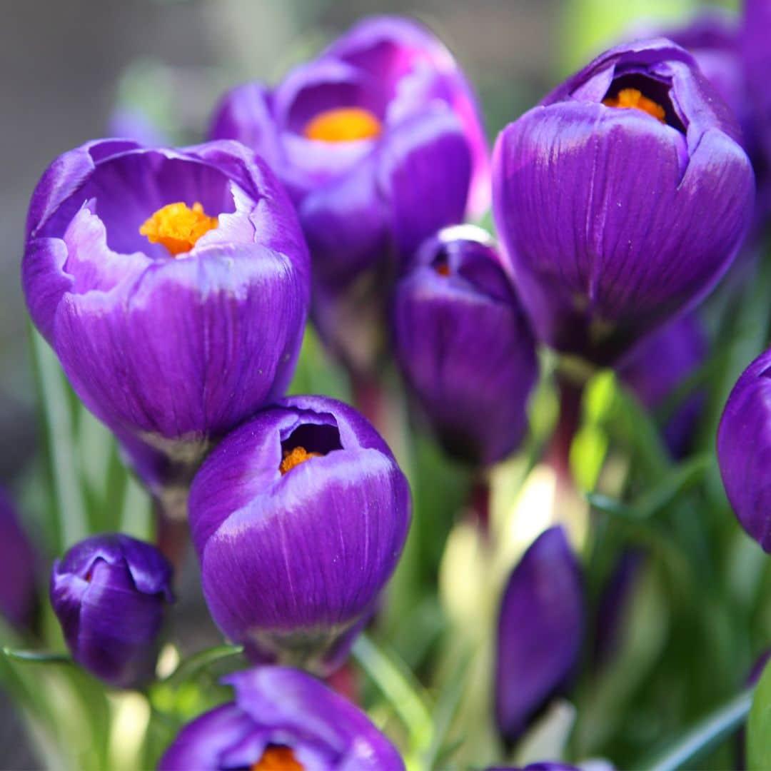 Flowerbulbs Amsterdam - Super Lasting Wild Mix - Nachhaltige Vorteilspackung, 100 Blumenzwiebeln f�r 2,5 m� Blumenpracht