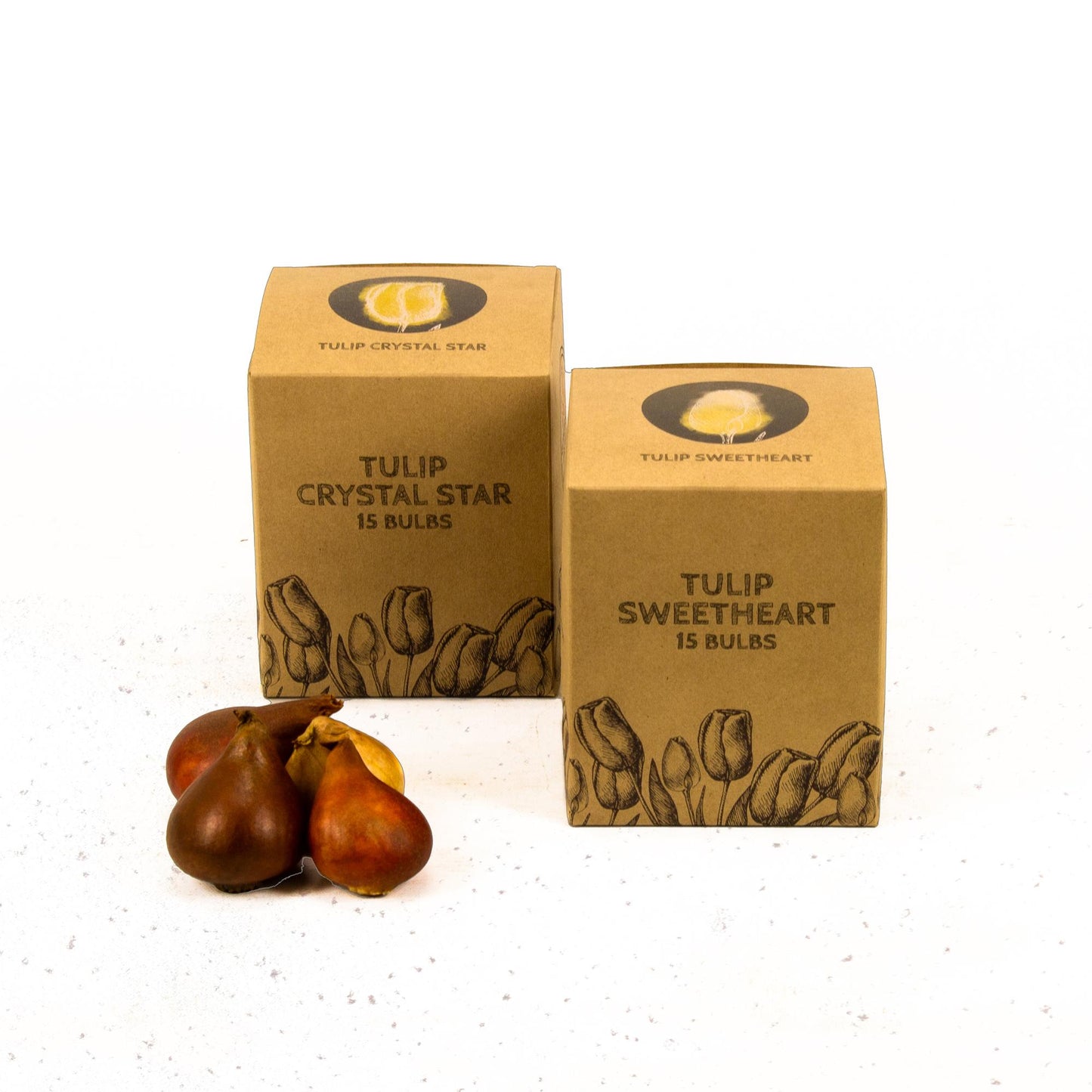 Flowerbulbs Amsterdam - Yellow Splash - 30 Blumenzwiebeln - Gr��e 12+