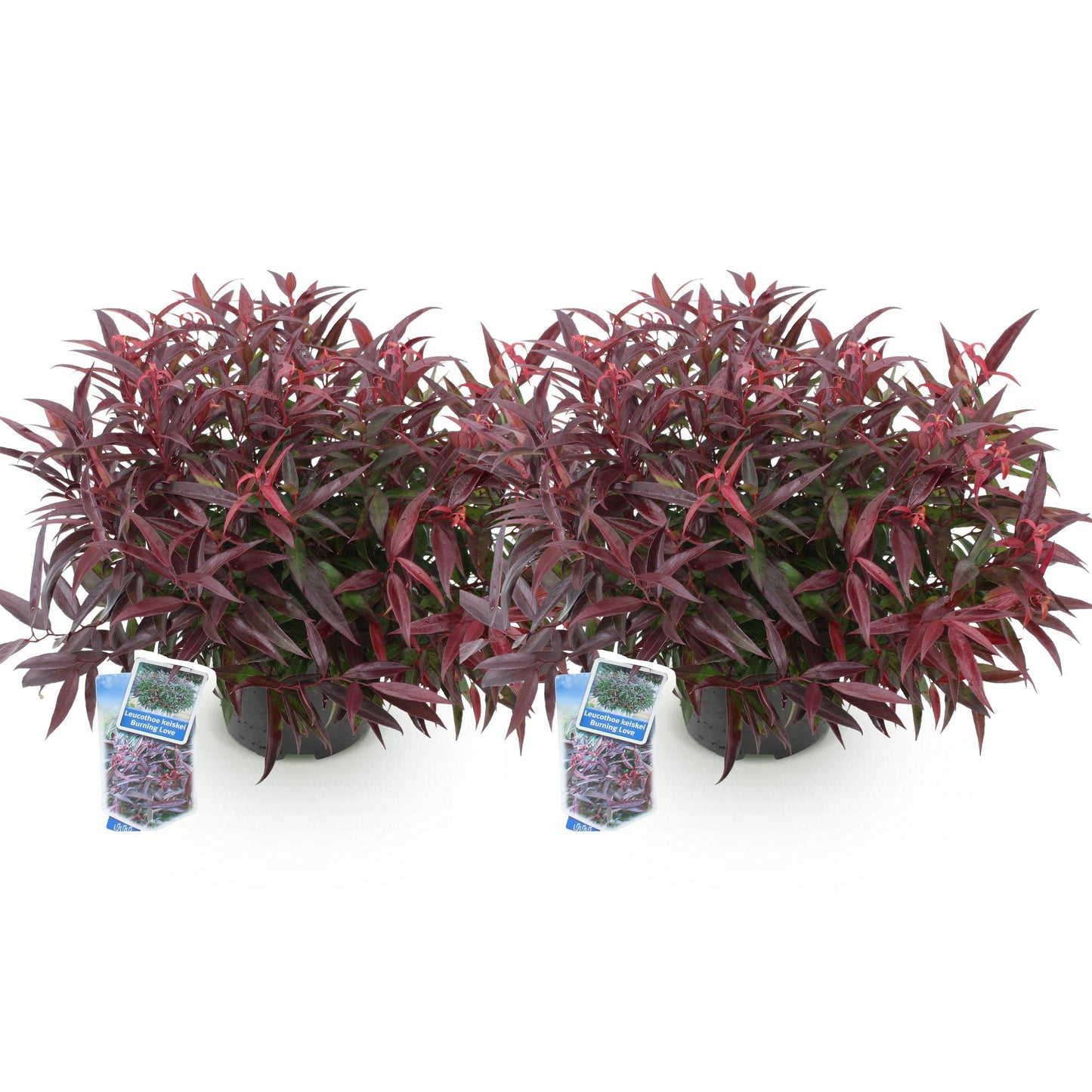 GreenboutiQ - Gartenpflanze - Leucothoe Burning Love - Rot - 2 Pflanzen - Immergrün - Wenig Pflege - Topf 17cm Höhe 45cm