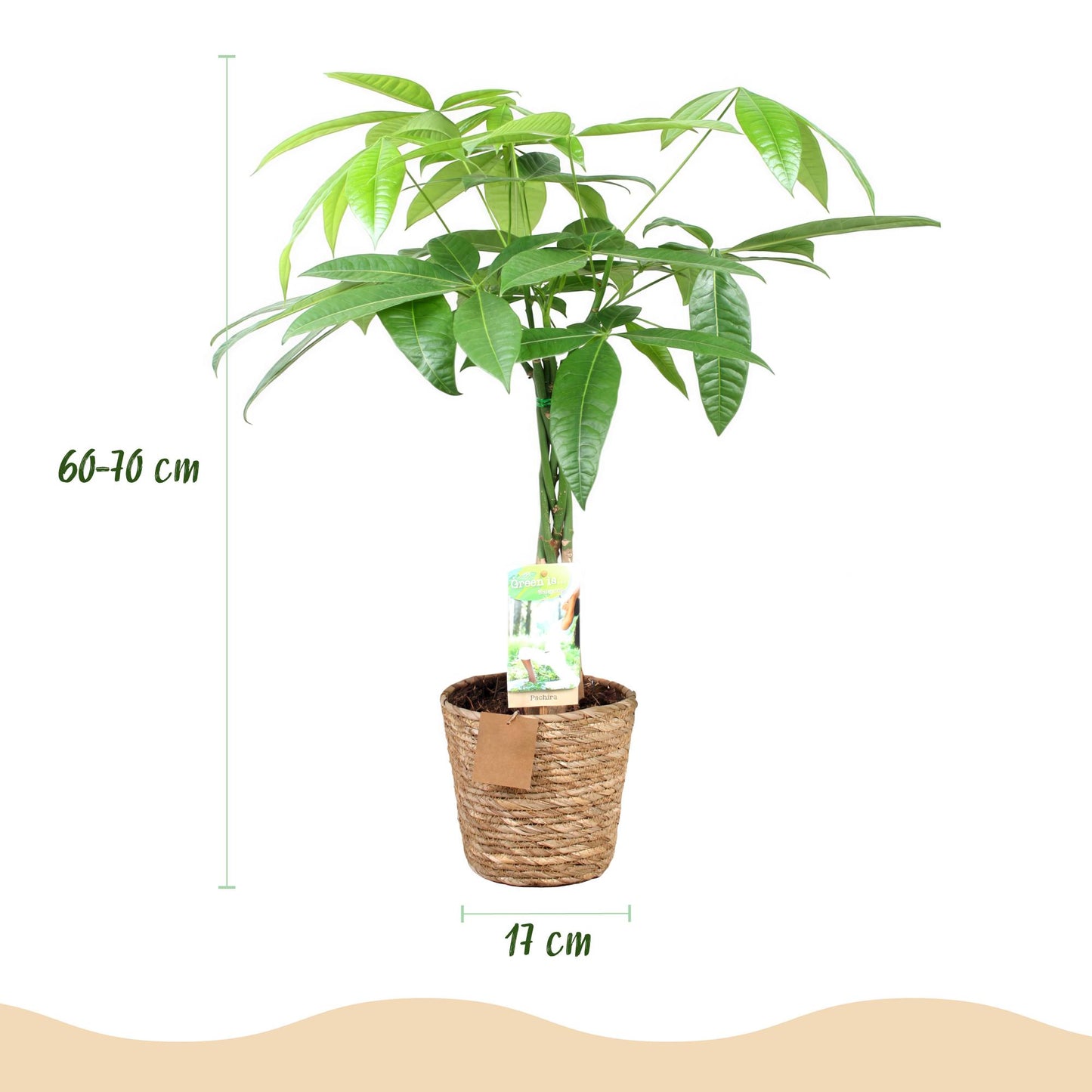 Green boutiQ - Zimmerpflanzen - Geflochtene Stamm Pachira Aquatica - Geldbaum - Wenig Pflege - mit Korb - Grün - 2 Pflanzen - Topf 17cm - Höhe 60-70cm