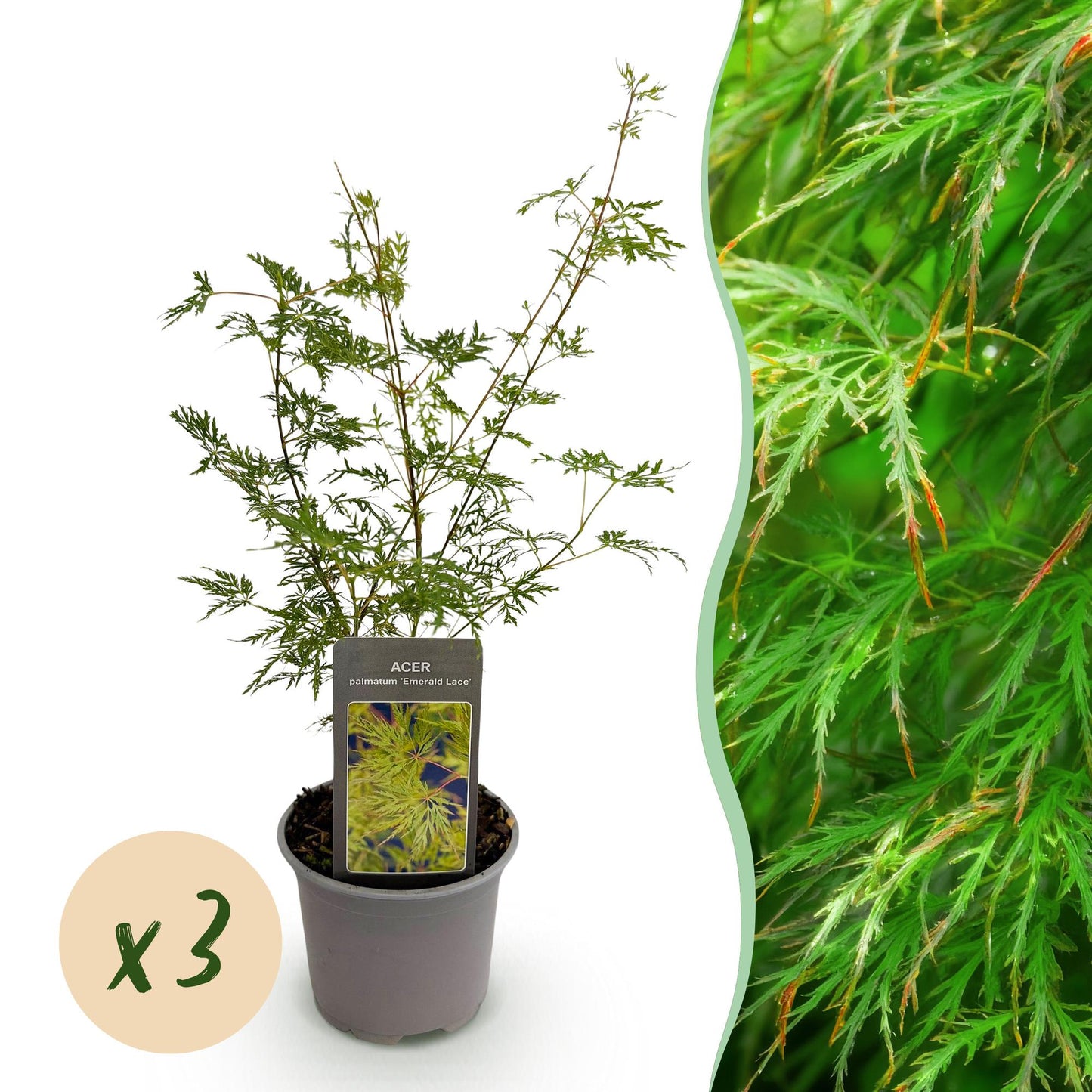 GreenboutiQ - Gartenpflanze - Acer palmatum Emerald Lace - Grün - 3 Pflanzen - Laubabwerfend - Wenig Pflege - Topf 12cm Höhe 35cm