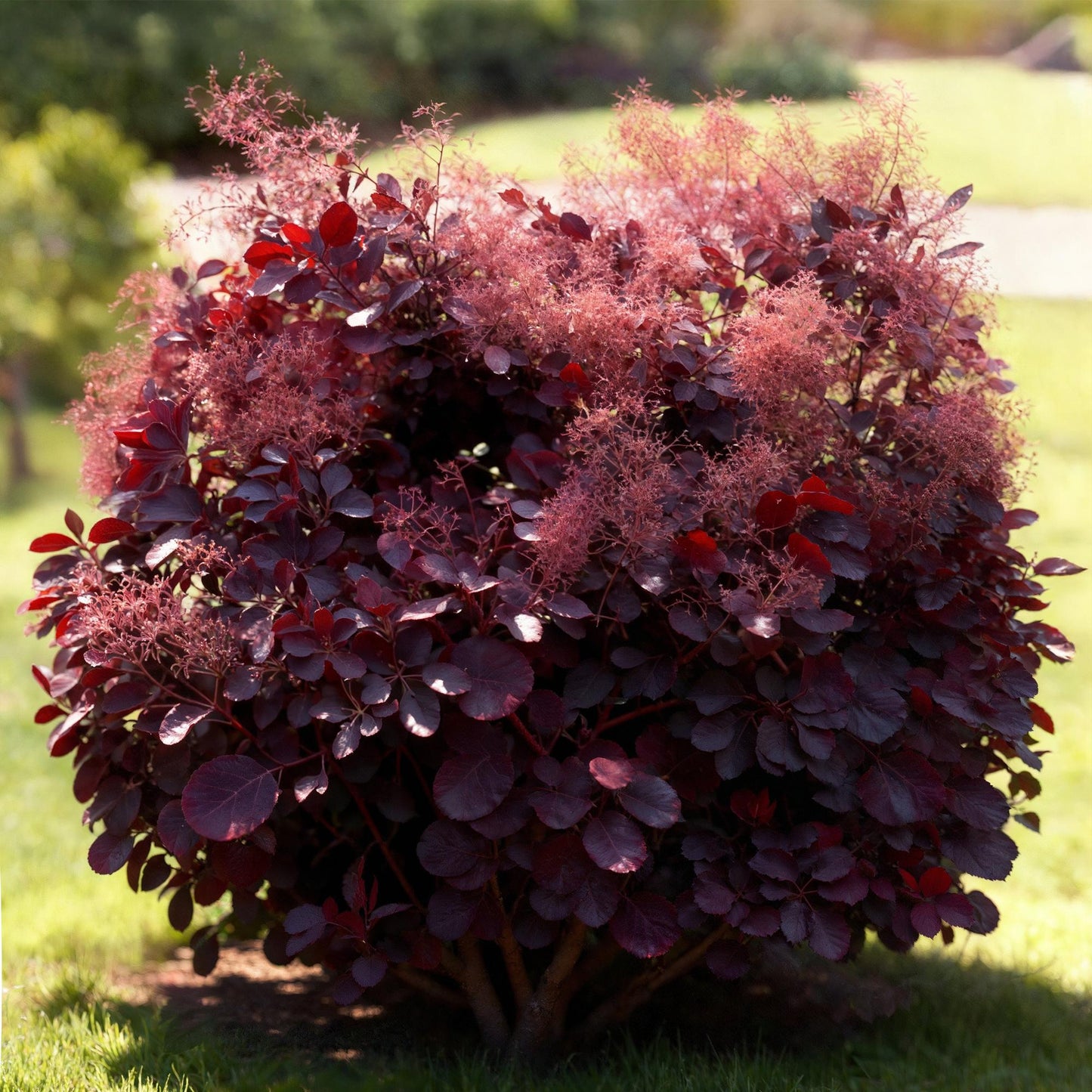 GreenboutiQ - Gartenpflanze - Cotinus coggyria Lilla - Lila 1 Pflanze - Laubabwerfend - Wenig Pflege - Topf 12cm Höhe 35cm