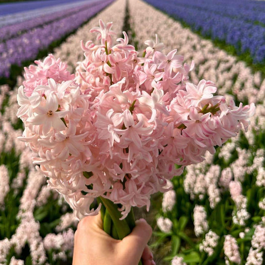 Flowerbulbs Amsterdam - China Pink - 10 Blumenzwiebeln - Gr��e 14/15