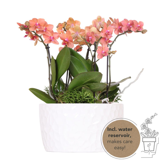 Kolibri Orchids | orangefarbenes Pflanzenset in Honigschale inkl. Wasserreservoir | drei orangefarbene Orchideen Bozen 9cm und drei Grünpflanzen | Dschungelstrauß orange mit autarkem Wasserreservoir