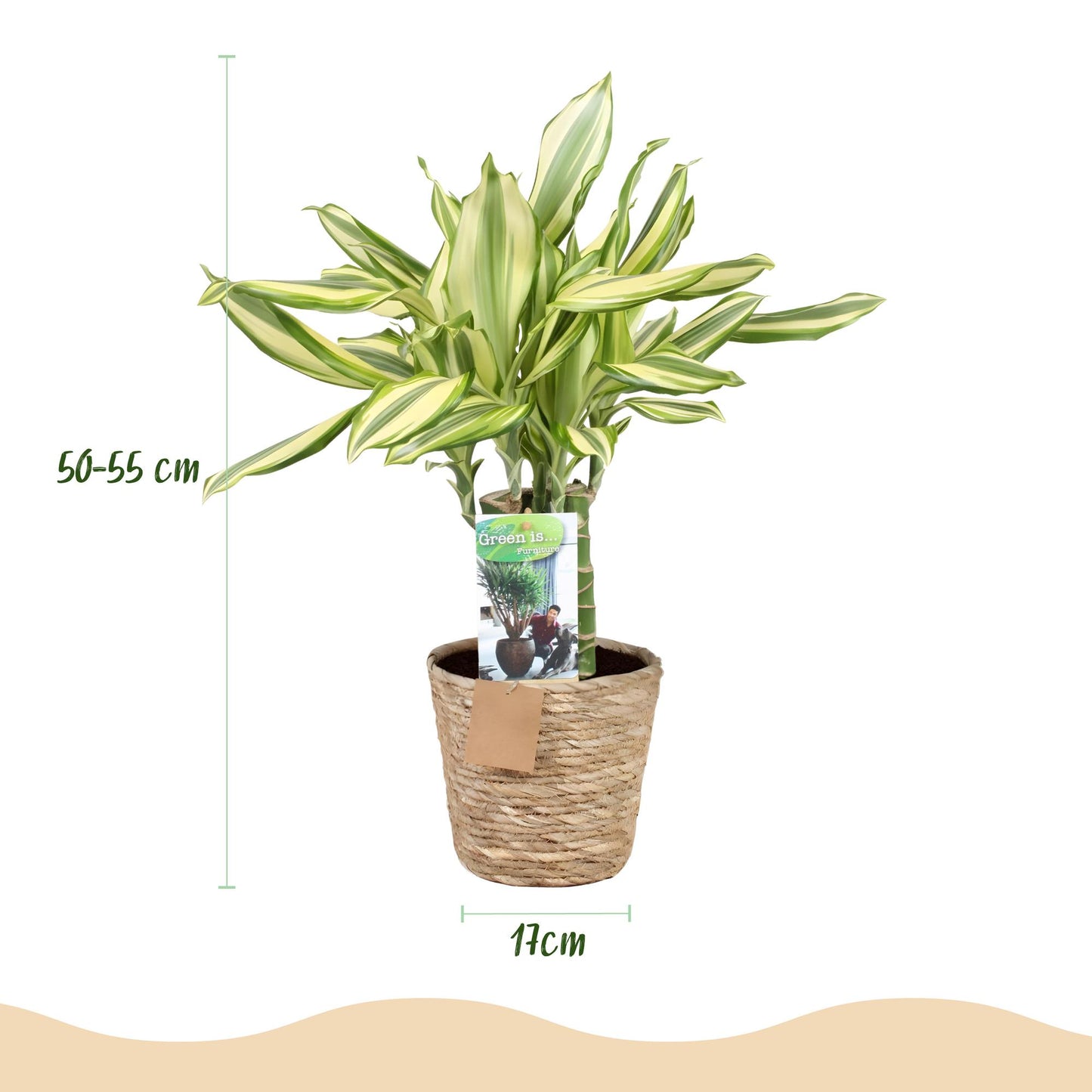 Green boutiQ - Zimmerpflanzen - Dracaena fragrans Diamond Dream - Drachenbaum - Wenig Pflege - mit Korb - Bunt - 2 Pflanzen - Topf 17cm - Höhe 50-55cm