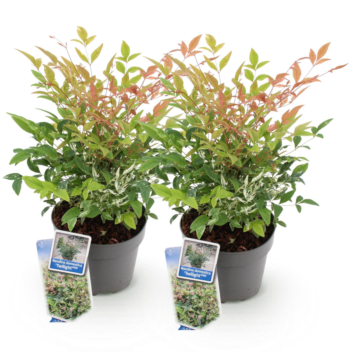 GreenboutiQ - Gartenpflanze - Nandina Twilight - Bunt & Rosa - 2 Pflanzen - Immergrün - Wenig Pflege - Topf 17cm Höhe 45cm