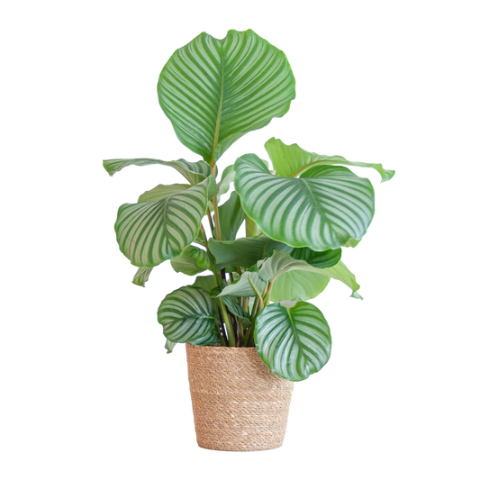 Calathea Orbifolia mit Sofia-Korb natur  - 65cm - Ø21