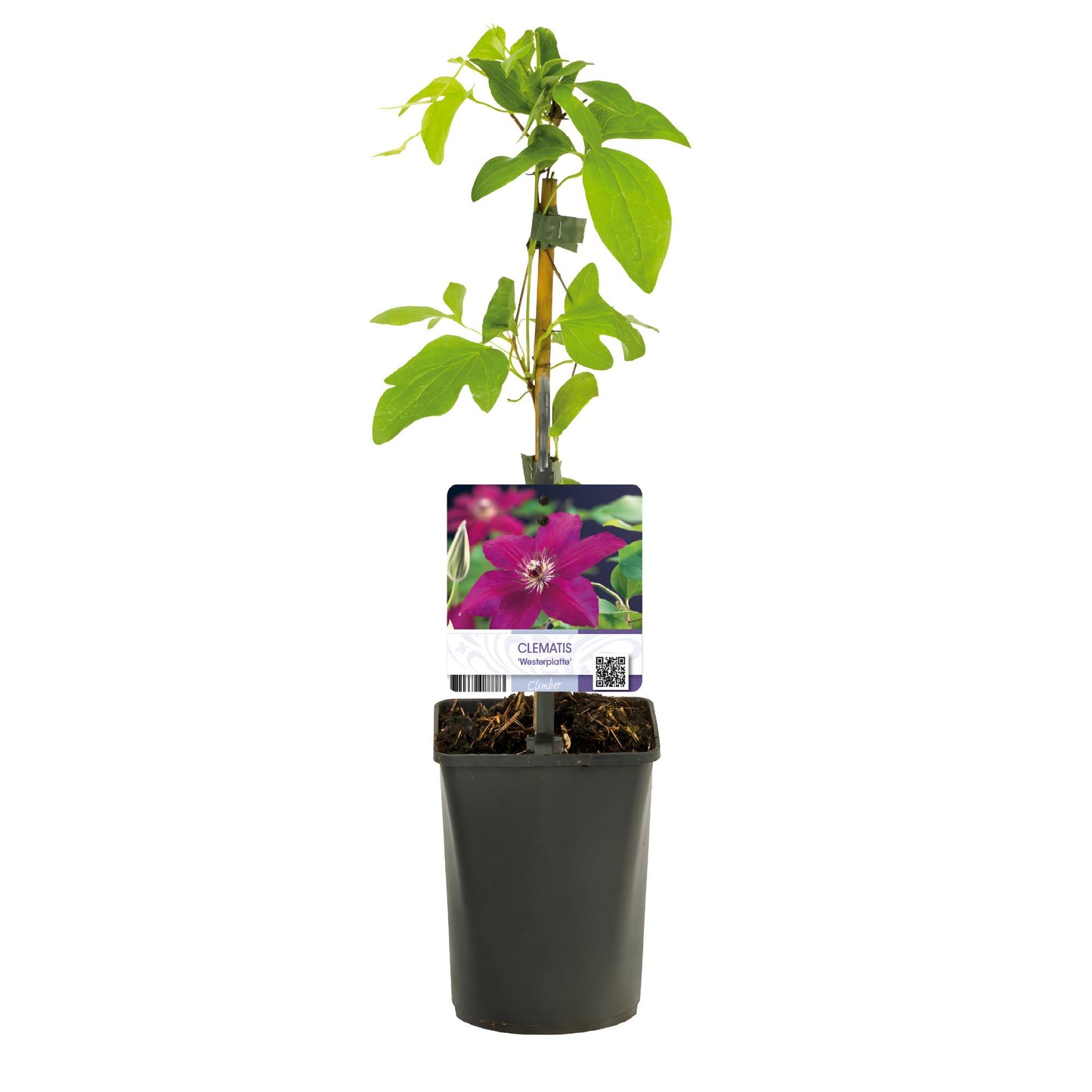 GreenboutiQ - Kletterpflanze - Clematis Westerplatte - Blüte Rot - Pflegeleicht - 2 Pflanzen - Topf 11cm Höhe 40cm
