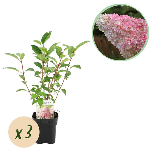 GreenboutiQ - Rispenhortensie - Hydrangea panniculata Vanille Fraise - Blüte Weiß Rosa - 3 Pflanzen 1 m² - Laubabwerfend - Große Blüten - Topf 17cm Höhe 50cm