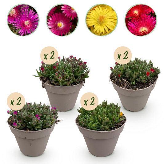 GreenboutiQ - Bodendecker - Winterhart - Delosperma - 8 Pflanzen - Farben Rot - Gelb - Lila - Rosa - Wenig Pflege - Topf 14cm Höhe 17cm
