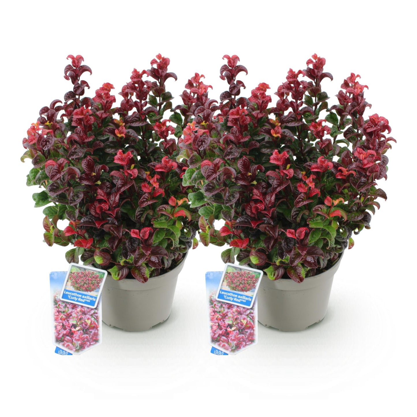 GreenboutiQ - Gartenpflanze - Leucothoe Curly Red - Rot - 2 Pflanzen - Immergrün - Wenig Pflege - Topf 17cm Höhe 40cm