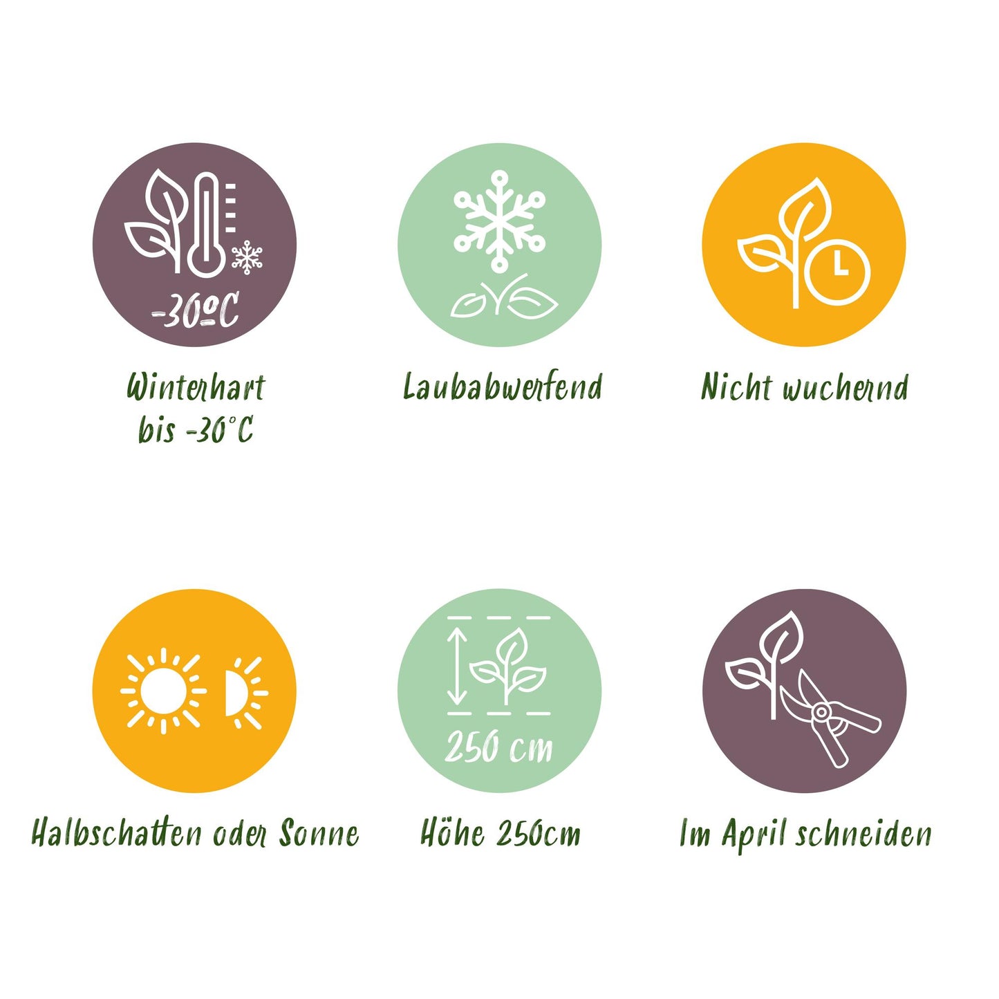 GreenboutiQ - Sträucher - Cornus sibirica - Rote Zweige - 1 Pflanze - Laubabwerfend - Wenig Pflege - Topf 17cm Höhe 45cm