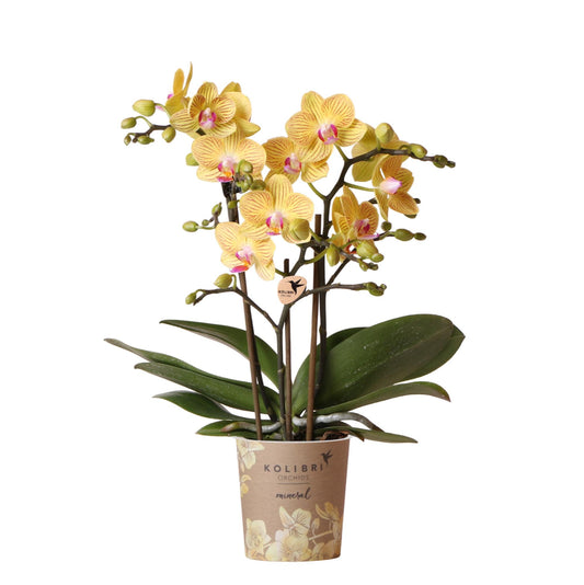 Kolibri Orchids | Gelbe Phalaenopsis Orchidee - Lima - Topfgröße Ø9cm | Blühende Zimmerpflanze - Frisch vom Züchter