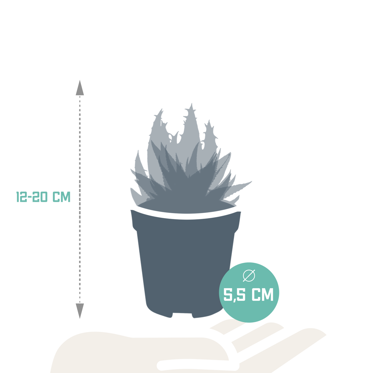 Gasteria/Haworthia-Mischung 5,5cm - zonder pot - 5x
