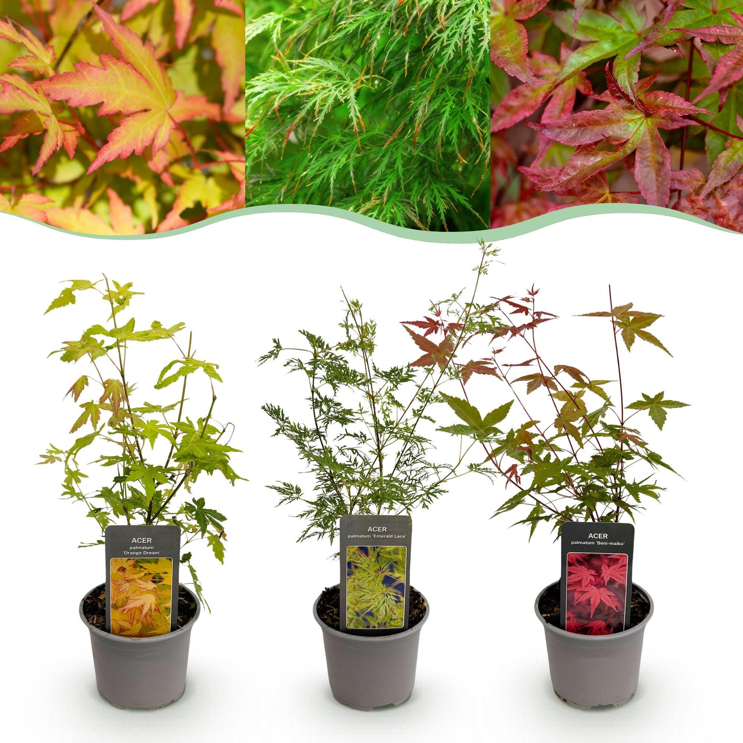 GreenboutiQ - Gartenpflanze - Acer palmatum Tricolour - Rot-Grün-Orange - 3 Pflanzen - Laubabwerfend - Wenig Pflege - Topf 12cm Höhe 35cm