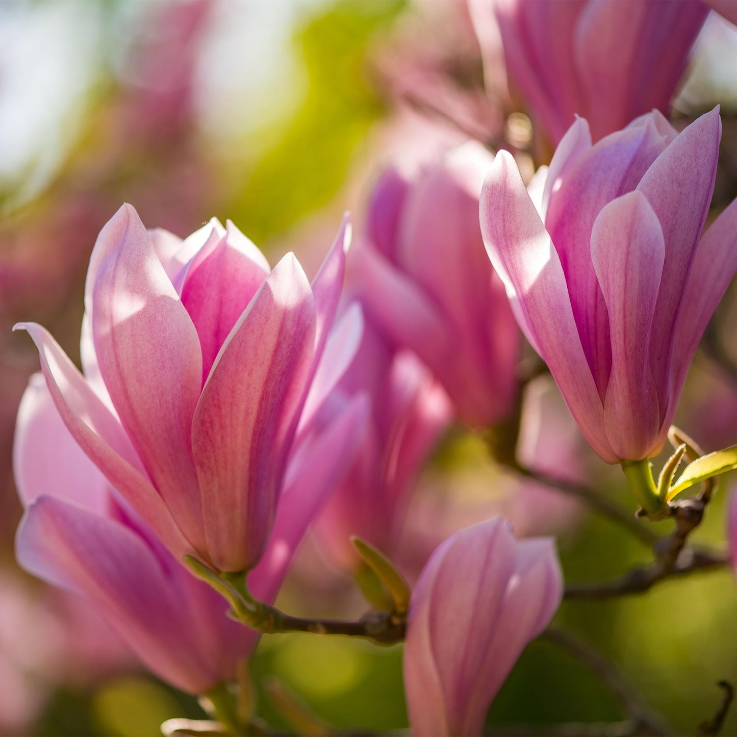 GreenboutiQ - Gartenpflanze - Magnolia Heaven Scent - Blüte Rosa - 3 Pflanzen - Laubabwerfend - Wenig Pflege - Topf 12cm Höhe 30cm