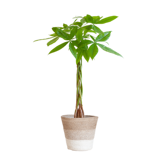 Pachira Aquatica mit Pflanzkorb Lissabon weiß  - 80cm - Ø21
