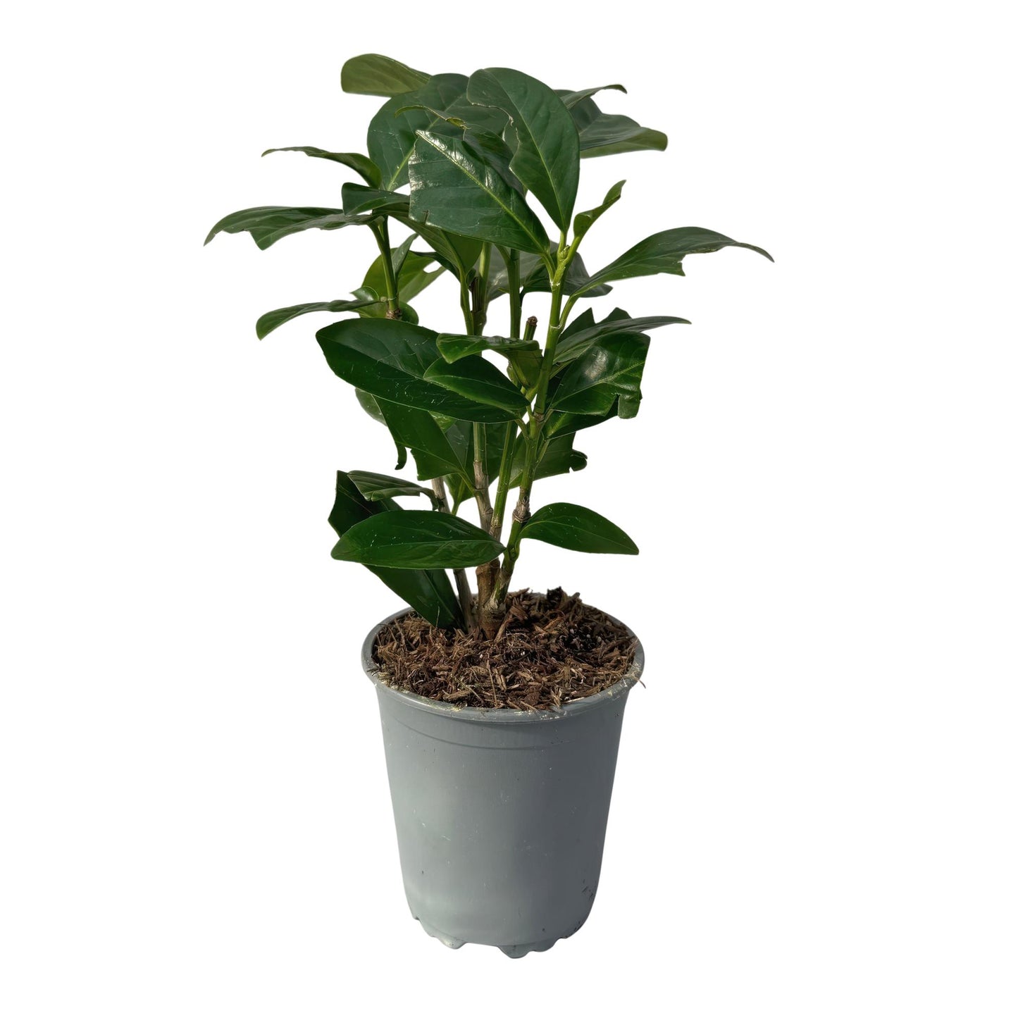 GreenboutiQ - Heckenpflanzen - Prunus laurocerasus Novita - Blatt grün - 8 Pflanzen - 1 laufender Meter - immergrün - Topf 9cm Höhe 30-35cm