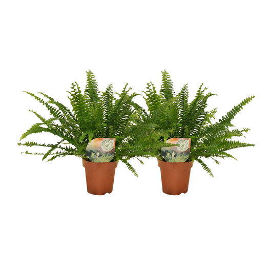 Nephrolepis krulvaren - 2 Stücke - ø12 - ↕30cm